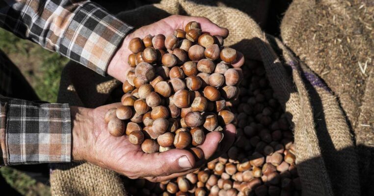 Noisettes originaires de Turquie