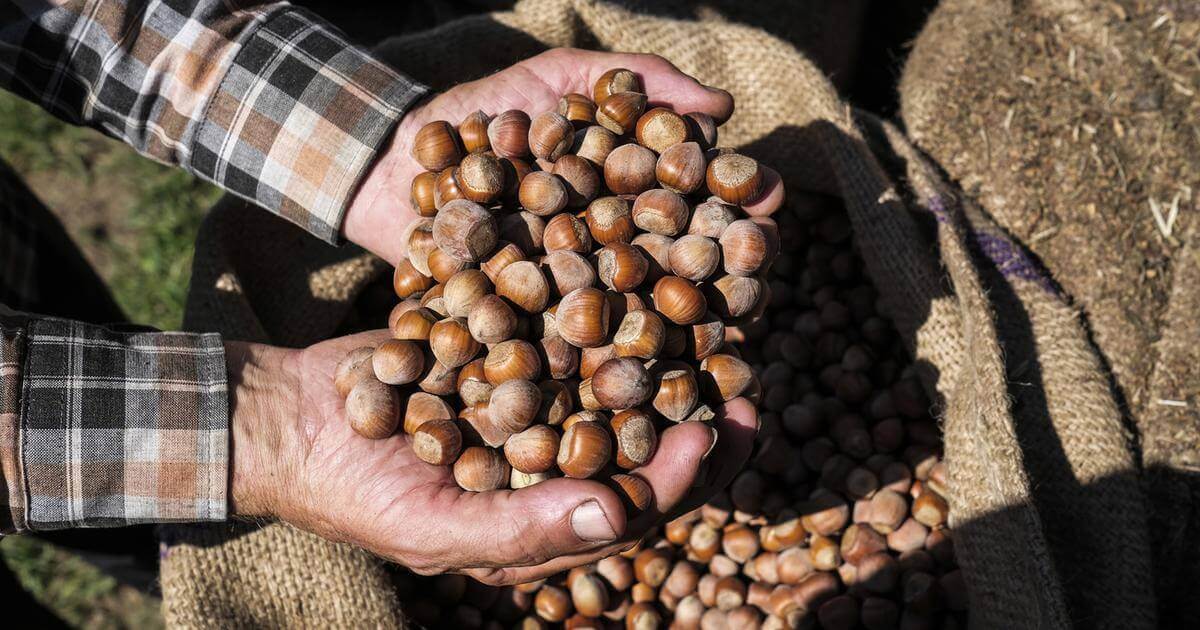 Noisettes originaires de Turquie